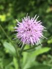 Stressing About Stress, Week 22 in the Time of Coronavirus Stressing About Stress, Week 22 in the Time of Coronavirus