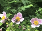 Weeds in Context; Week 29 in the Time of Coronavirus Weeds in Context; Week 29 in the Time of Coronavirus